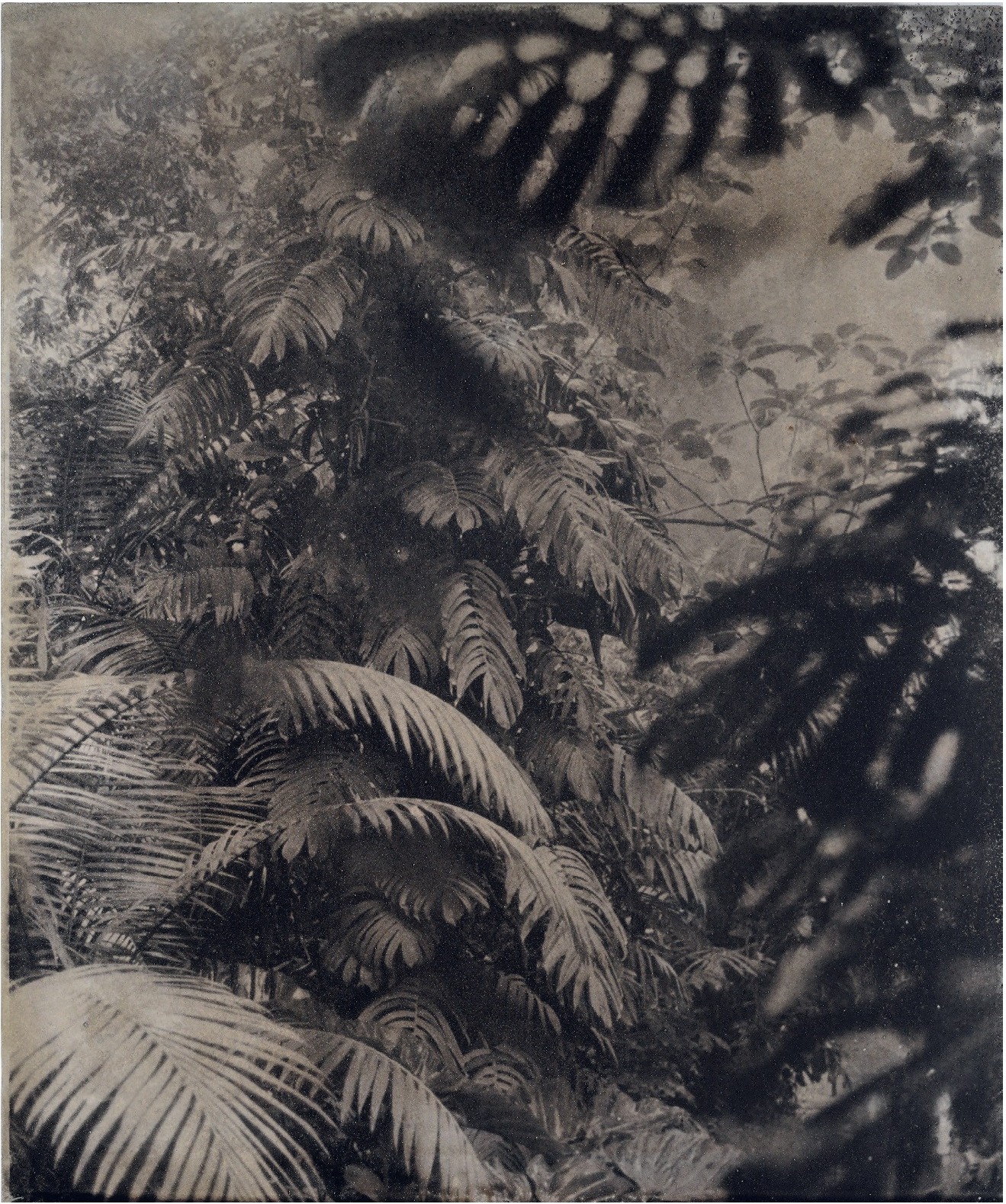 BOTANICbrut — Tafel 02