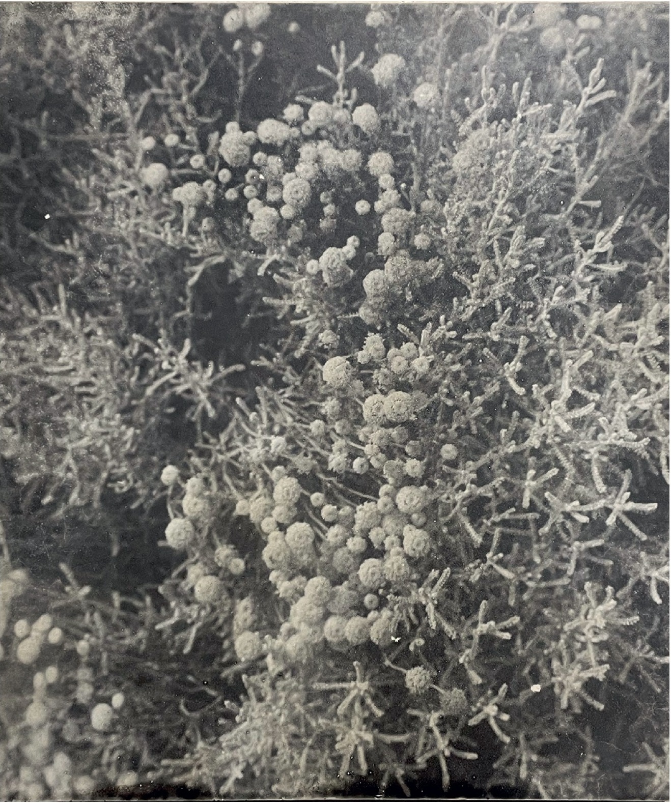 BOTANICbrut — Tafel 03