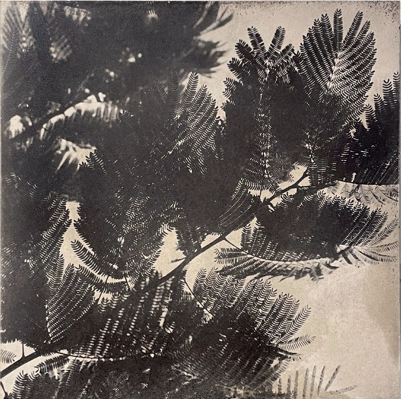 BOTANICbrut — Tafel 05