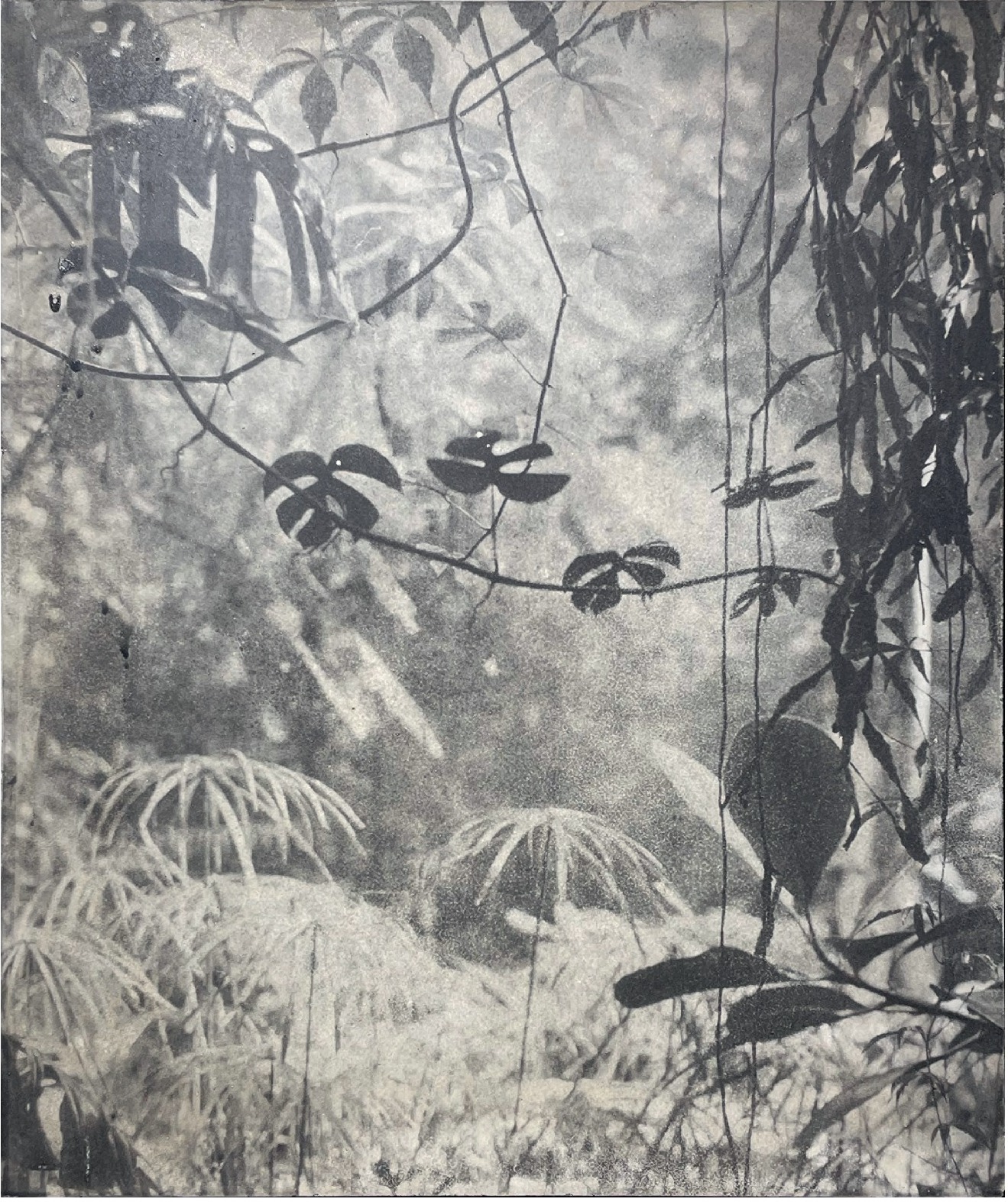 BOTANICbrut — Tafel 12